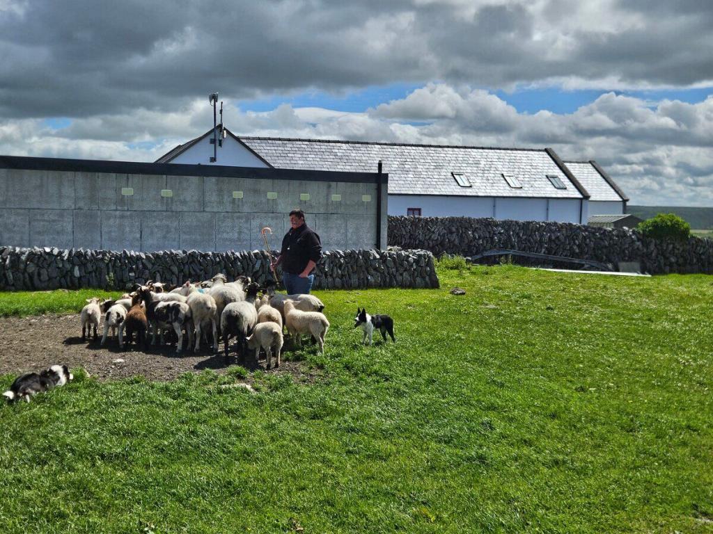 Schäfer, Hütehunde und verschiedene Schafrassen bei der Vorstellung auf der Caherconnell Sheep Farm in Irland.